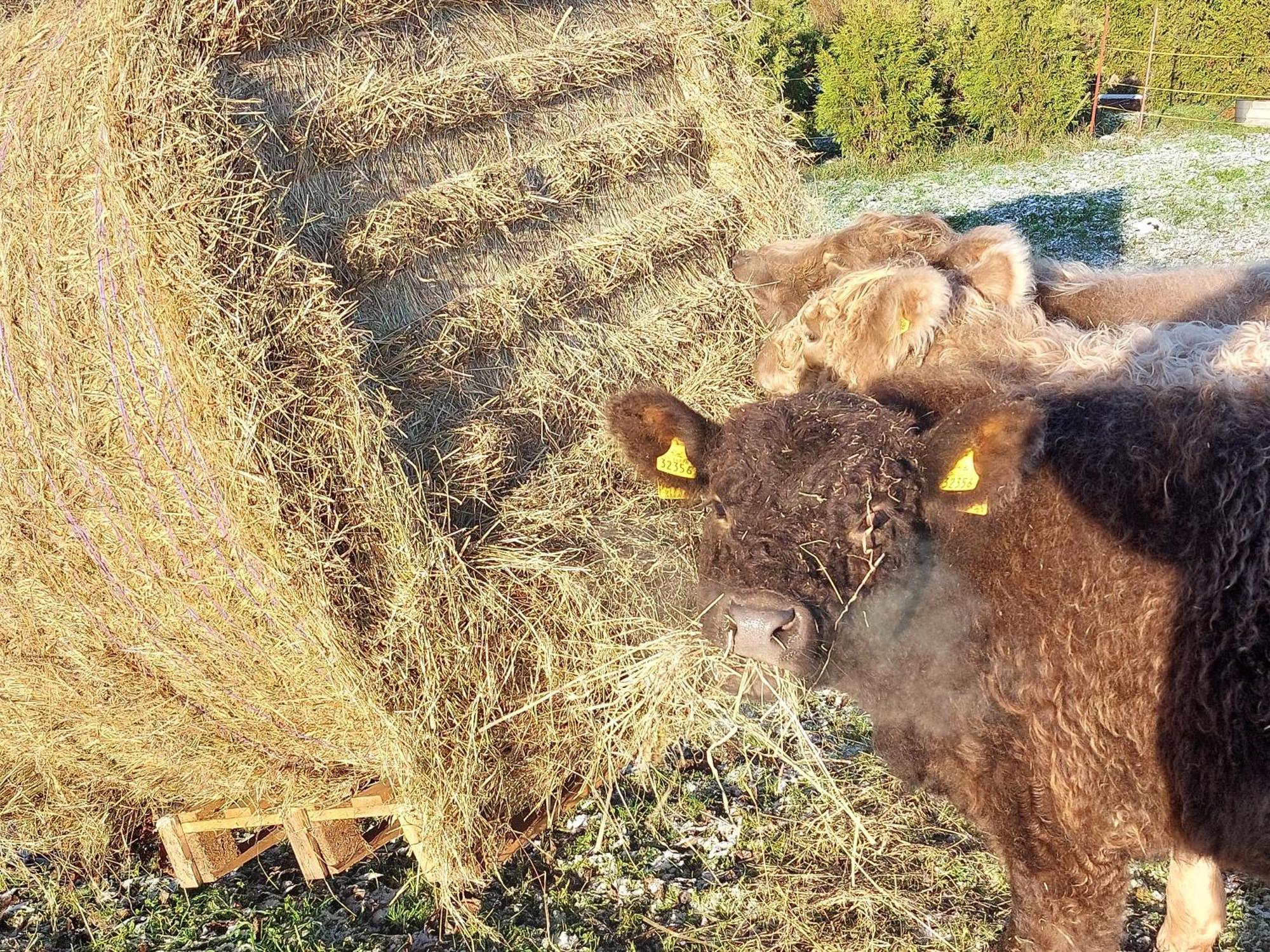 Ferienwohnung Auf Dem Land Dittersbach Dış mekan fotoğraf